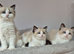 3 Tica Registered Males For Sale. Ready Now