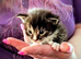 Stunning litter of Maine coon kittens all hand reared LAST GIRL READY NEXT WEEKEND