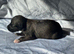 First cross Bedlington whippets