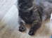 Tica registered black smoke mainecoon