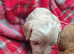 Maltipoo Puppies