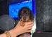 Minature dachshunds