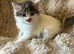 Ragdoll cross kittens ready to leave now !!