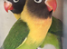 Green black masked love birds