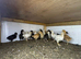 4week old chicks mixed breed