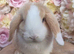 Female cream split mini lop