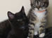 Laperm mix kittens