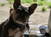 Frenchie girl