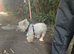 kc registered westie highland terrier girl for sale