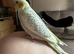Handreared cockatiel