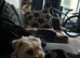 Female Yorkiepoo