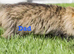 Hypoallergenic Pedigree Siberian kittens