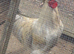 Pair of large Orpington