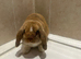 Male mini lop
