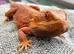 BEARDED DRAGON sub adult/adult wanted