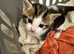 1x female kitten for sale