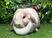 Pure breed mini lop (ADULT) Female