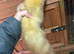 Male ferret for rehoming