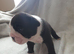Last 2 DWKC Registered English Bulldog Girls - Chocolate Tan & Black Tri (£2,250 Each)