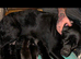 Daniff Puppies due. Great Dane x Mastiff