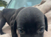 Vizla x lurcher pups