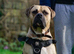 SHYLO — AFRICAN BOERBOEL STUD