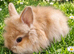 PRICE DROP £70: 4 Gorgeous Purebred Double Mane Lionhead Baby Rabbits (Girls) Ready Now!