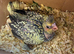 Rare Pearl super tame cockatiel