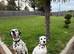 Pedigree Dalmatians waiting list due end sep