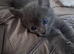 Russian blue babies stunning