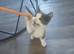 Kitten