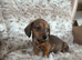 Beautiful mini dachshund bundles