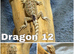 STUNNING BEARDIES LAST 2 LEFT