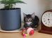 Gorgeous Kittens Ready to Find Their Forever Homes