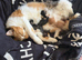 Norwegian x long haired kittens