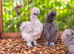 Silkie