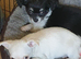 Chihuahua puppies ready now Lincolnshire