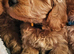 Ready, breeder, 4 dna clear red small miniature cockapoo litter