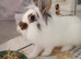 5 month old neutered male looking for loving home