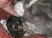 Kittens looking for new homes