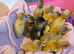Beautiful hatch of Ducklings