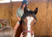 Reg Connemara 3 year old mare