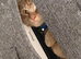 Neutered male ginger tabby cat - 18 months and biological sister, unspayed, black - 18 months old