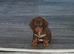 beauiful girl dachund puppy for sale