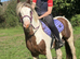 13hh ride and drive gelding