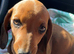 Miniature dachshund