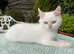 Fully Vaccinated Golden Colourpoint
