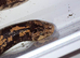 KENYAN SAND BOA - Pair