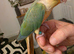 HAND REARED LAST2! 295 ono