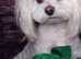 KC REGISTRED Maltese for stud